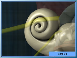 Cochlea