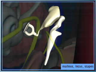 Ossicles